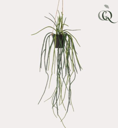 Kunstplant - Rhypsalis - Koraalcactus - 85 cm