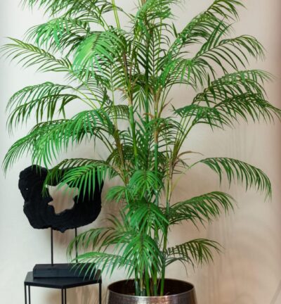 Kunstplant - Chamaedorea Elegans - Bergpalm - 180 cm
