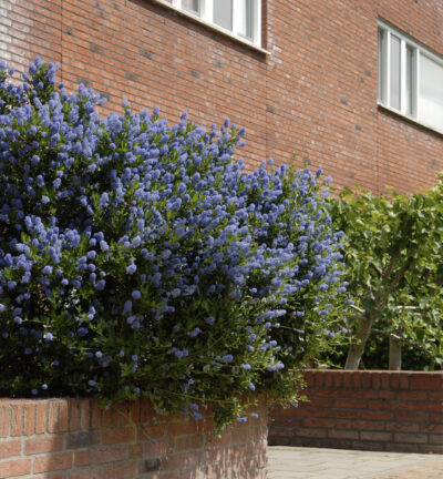 Ceanothus 'Concha' - Amerikaanse Sering