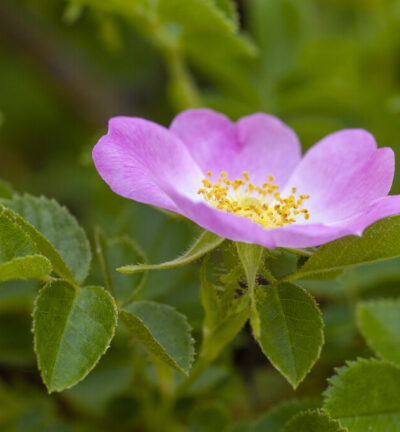 Rosa Rubiginosa - Egelantier