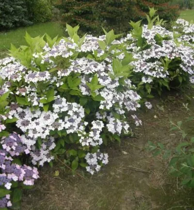 Hydrangea macrophylla 'CLOUDi' - Hortensia